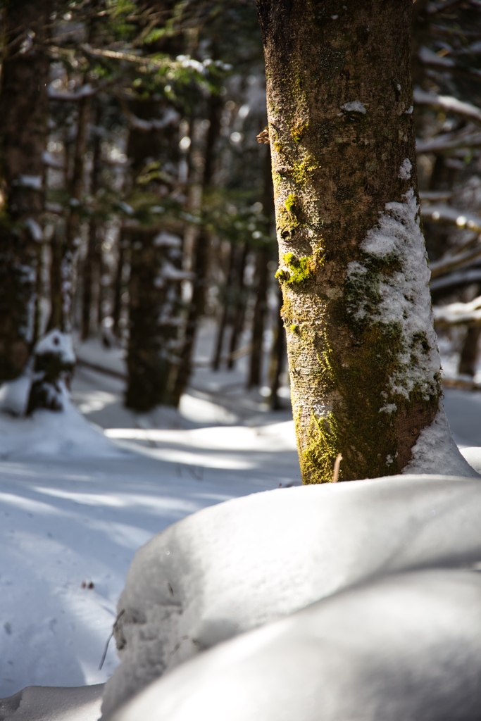 shirakoma lake at 10:50 Dec,20 2024