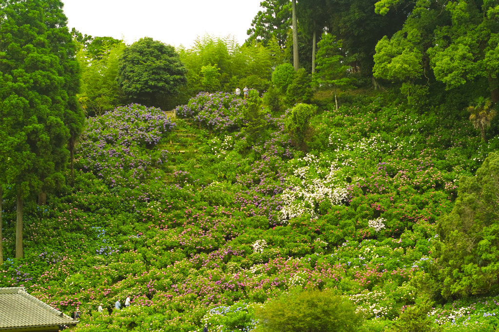 hydrangea house