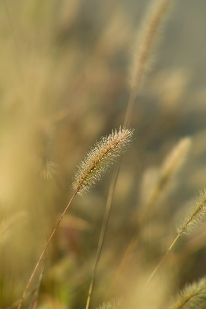 green foxtail grass