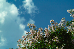 flower at 31,Jul 2022