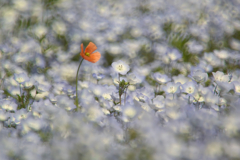nemophila