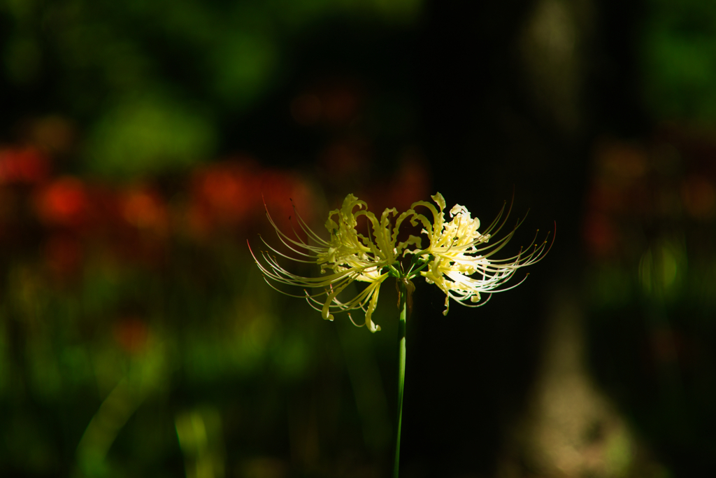 cluster amaryllis at murakami park