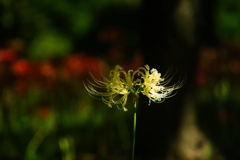 cluster amaryllis at murakami park