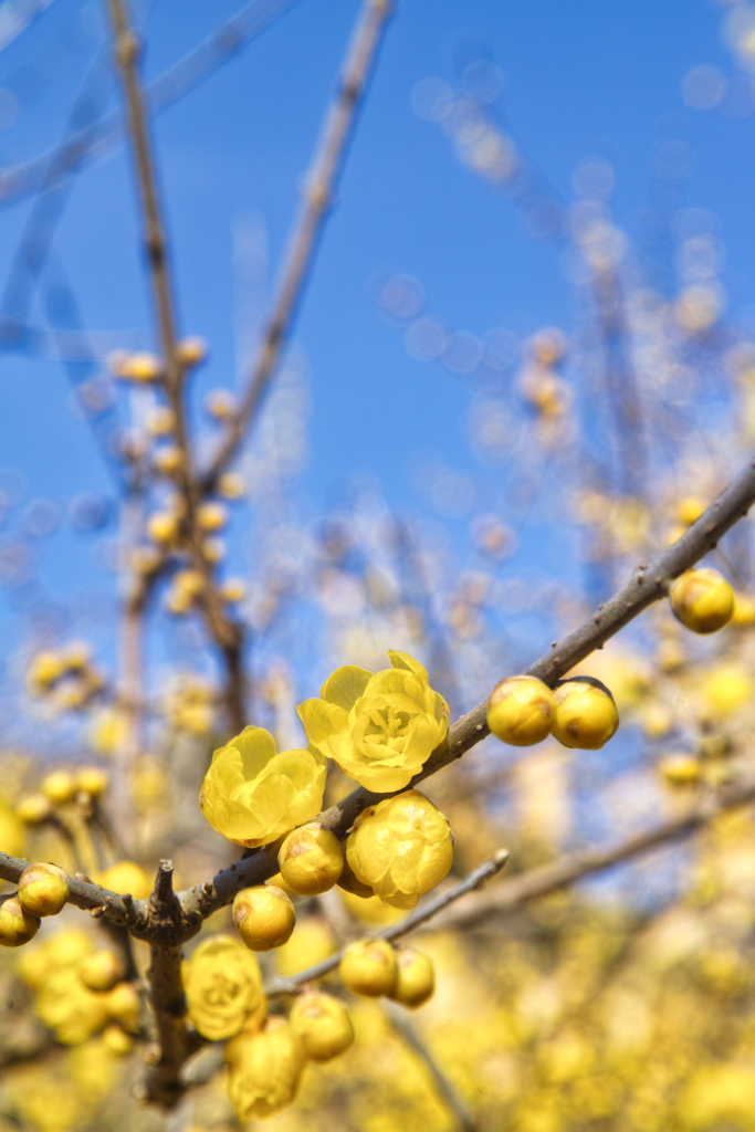 mt.tsukubasan at 10:01 Dec,31 2025