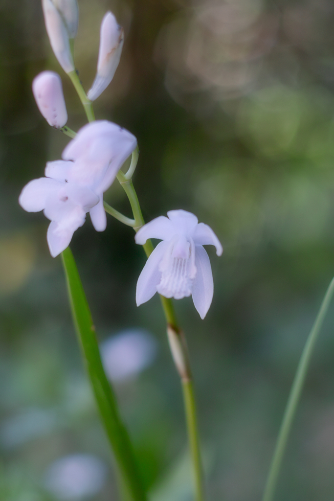 kaffir lily whiite ver