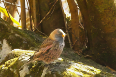 aisian rosy finch at 12:02 Feb,8 2025 in