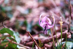 Mt.Tsukuba at 9:36 Apr,12 2025
