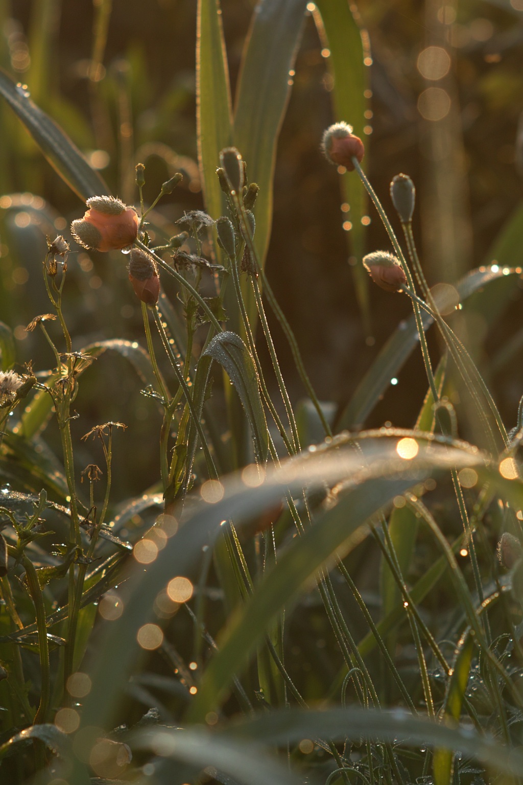 weed with bokeh at eary morning