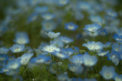 nemophila