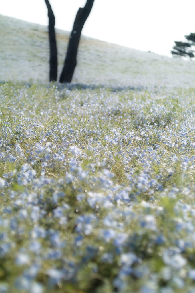 ひたちなか海浜公園
