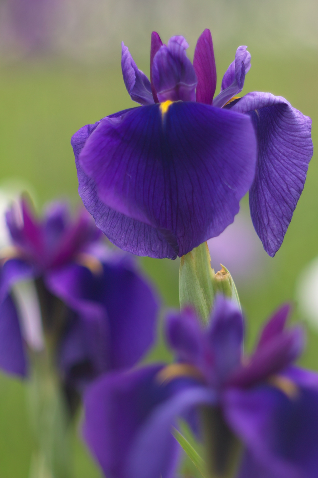 iris