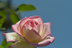 pink & white rose 28,May