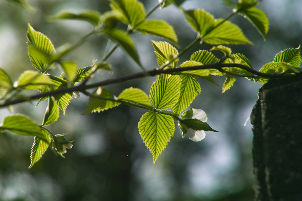 leaf vein at home