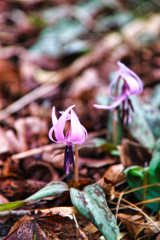Mt.tsukuba at 9:31 Apr,12 2025