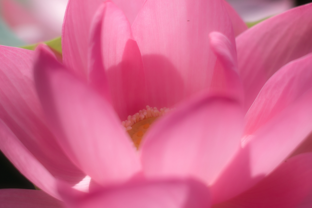 oga lotus at 26,Jun 2021