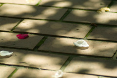 petales of rose 28,May