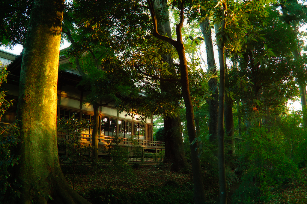 saisyou temple by zenitar 16mm f2.8