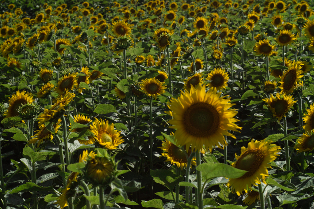 sun flowers