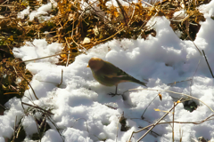 asian rosy finch at 9:58 Feb,8 2025 in m
