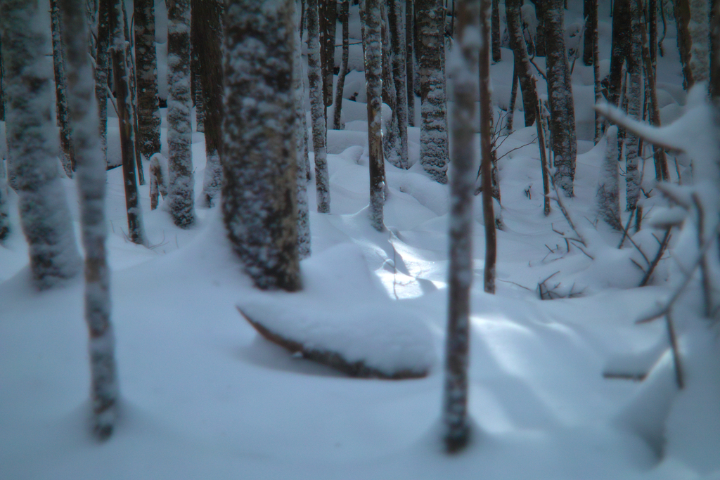 sun lights on snow