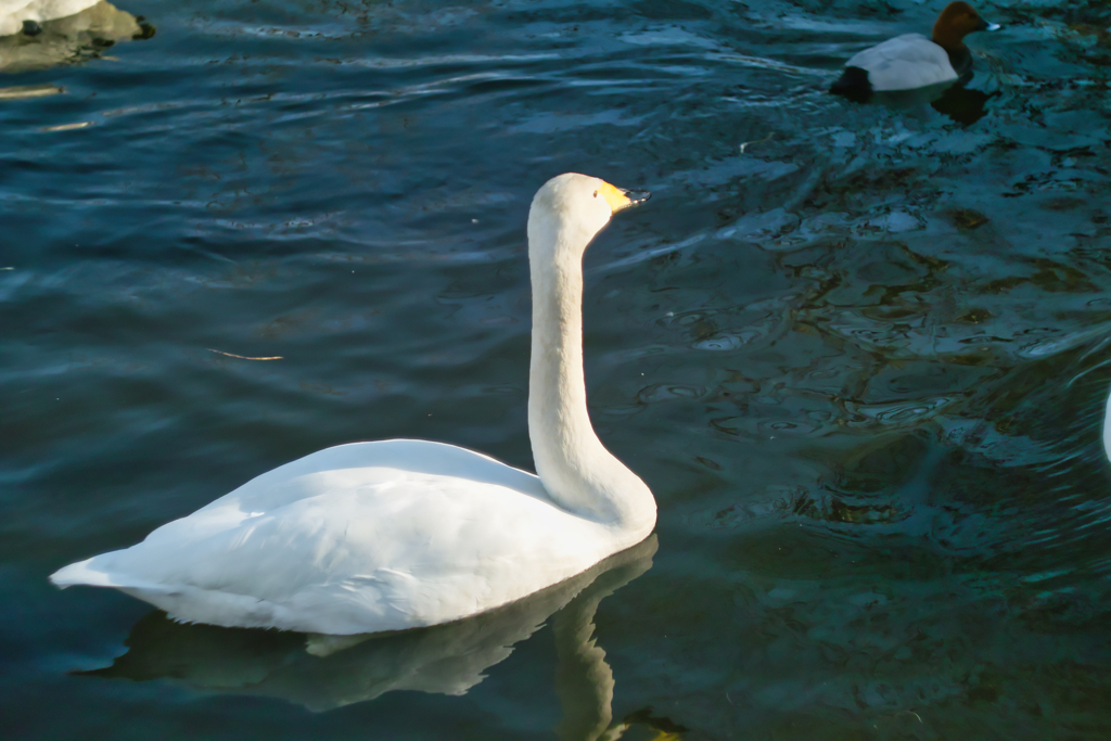 swan at 15:30 Jan,31 2026