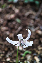 Mt.Tsukuba at 13:08 Apr,12 2025