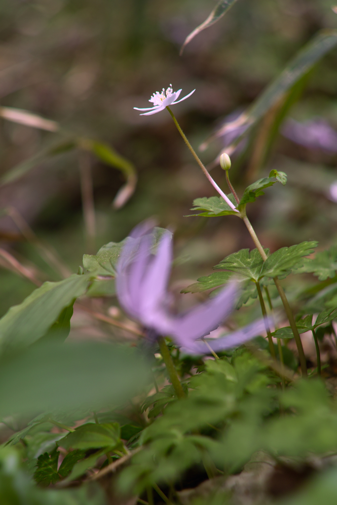 erythronium japonicum & anemone falaccid