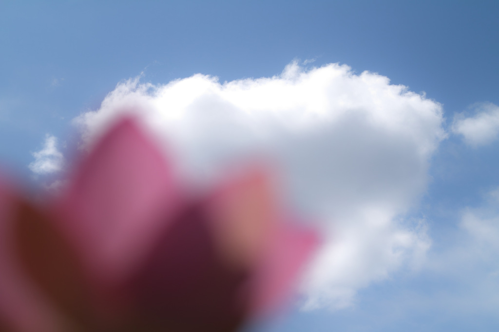 oga lotus at 26,Jun 2021