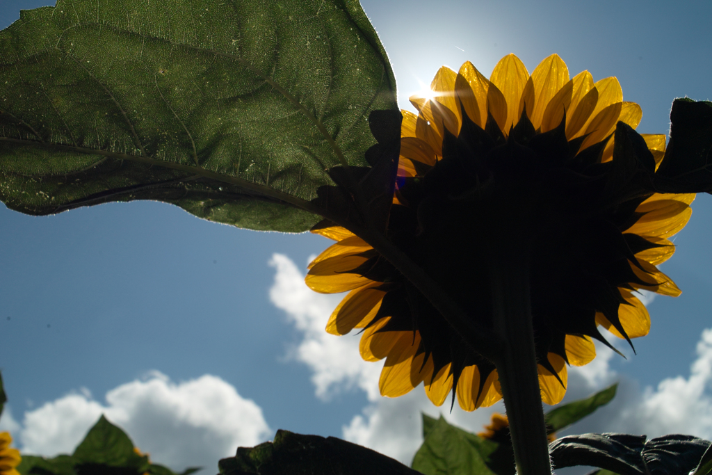 sunflower from back