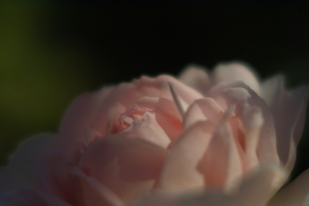 rose in macro world