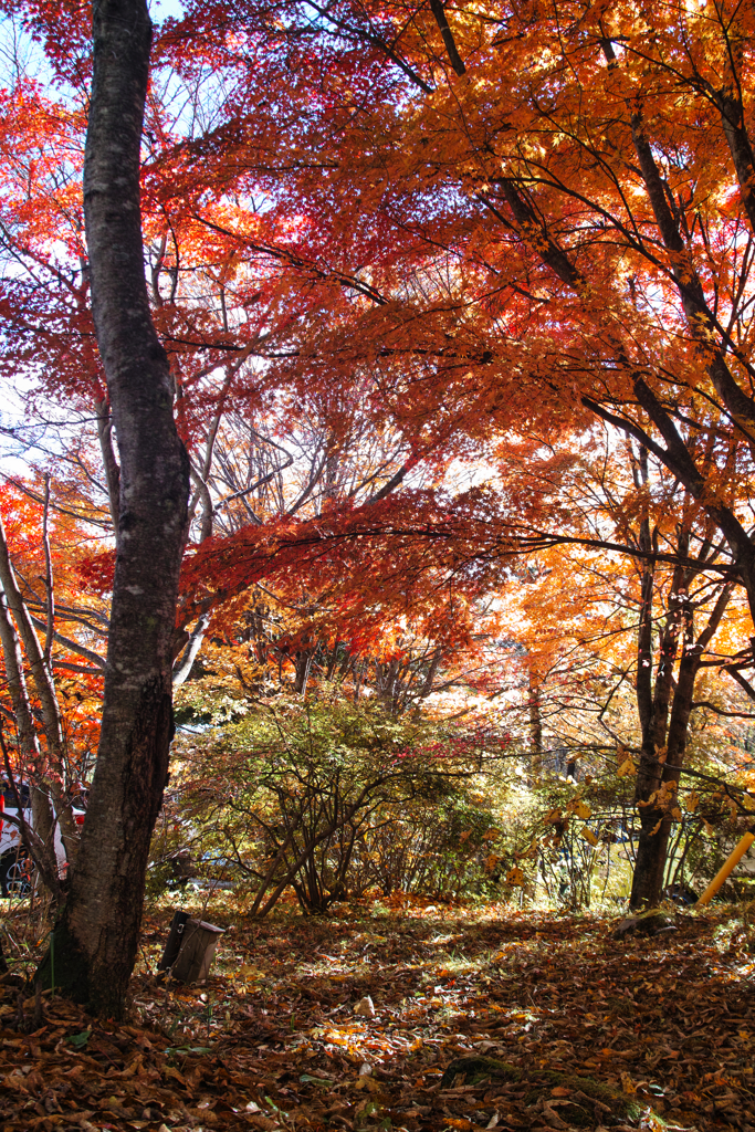 Yatsugadake club at 12:26 Nov,3 2025