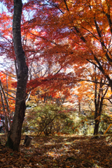 Yatsugadake club at 12:26 Nov,3 2025