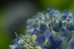 hydrangea in macro world