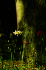 cluster amaryllis at murakami park