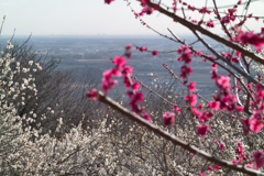 “baien” at14:57 Feb,28 2026 in mt.tsukub