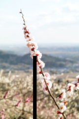 “baien” at 15:04 Feb,28 2026 in mt.tsuku