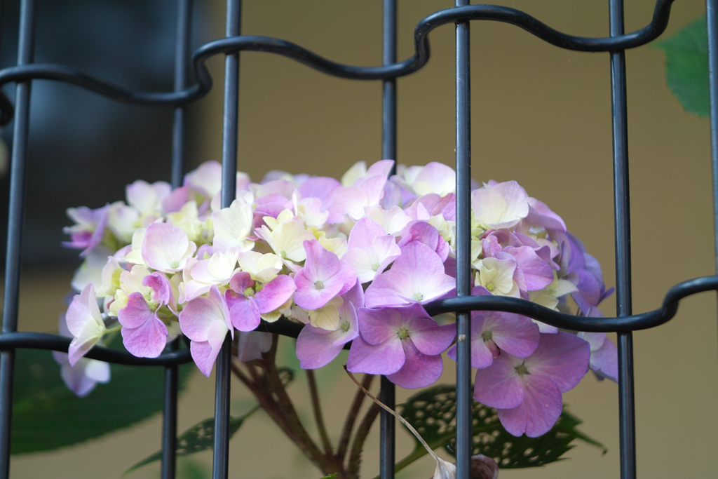 hydrangea by industar 50-2 50mm f3.5