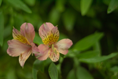 flower at 23,Jun 2022