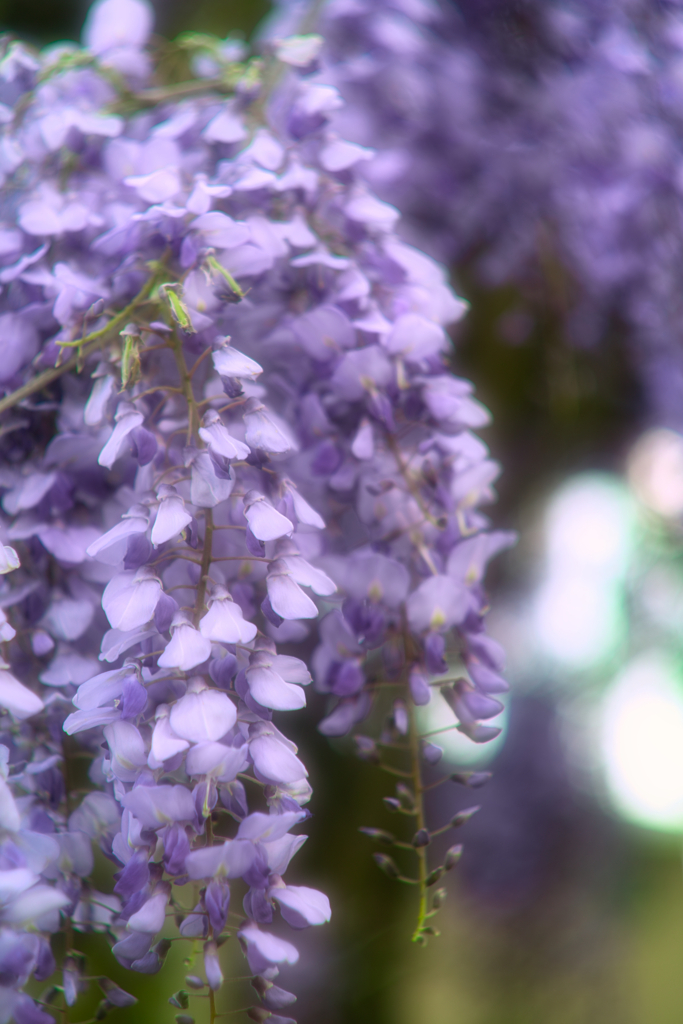 wisteria