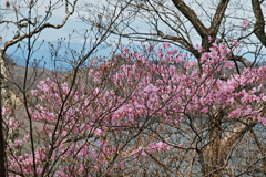 rhododendron pntaphylum var.nikoense