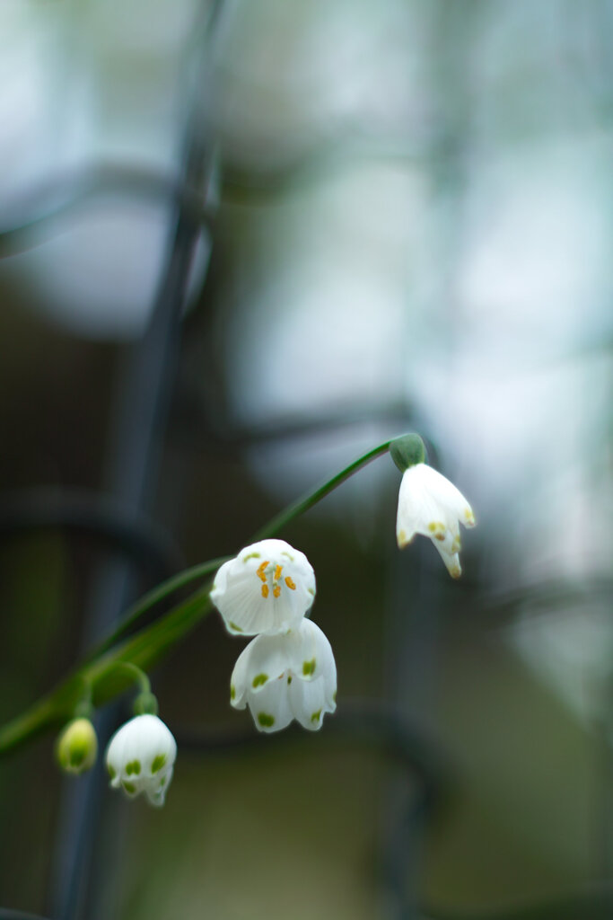 花（名前知りません）