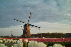 inba lake , wind mill & tulip