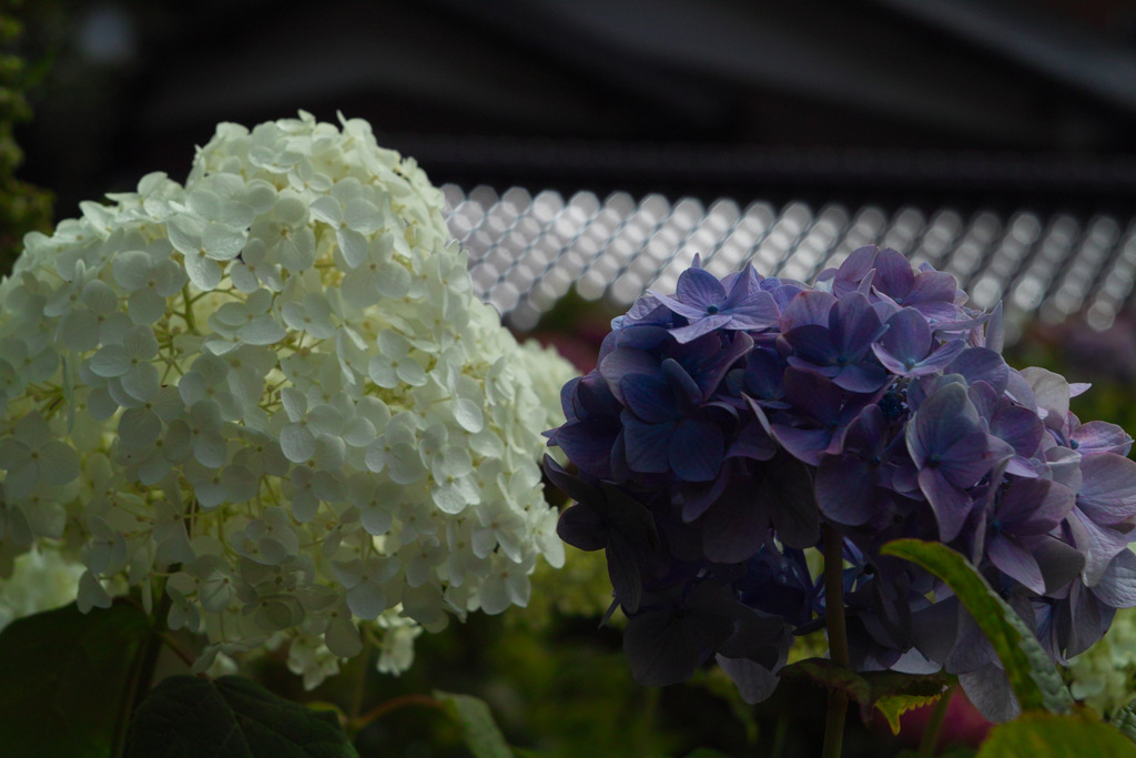 hydrangea