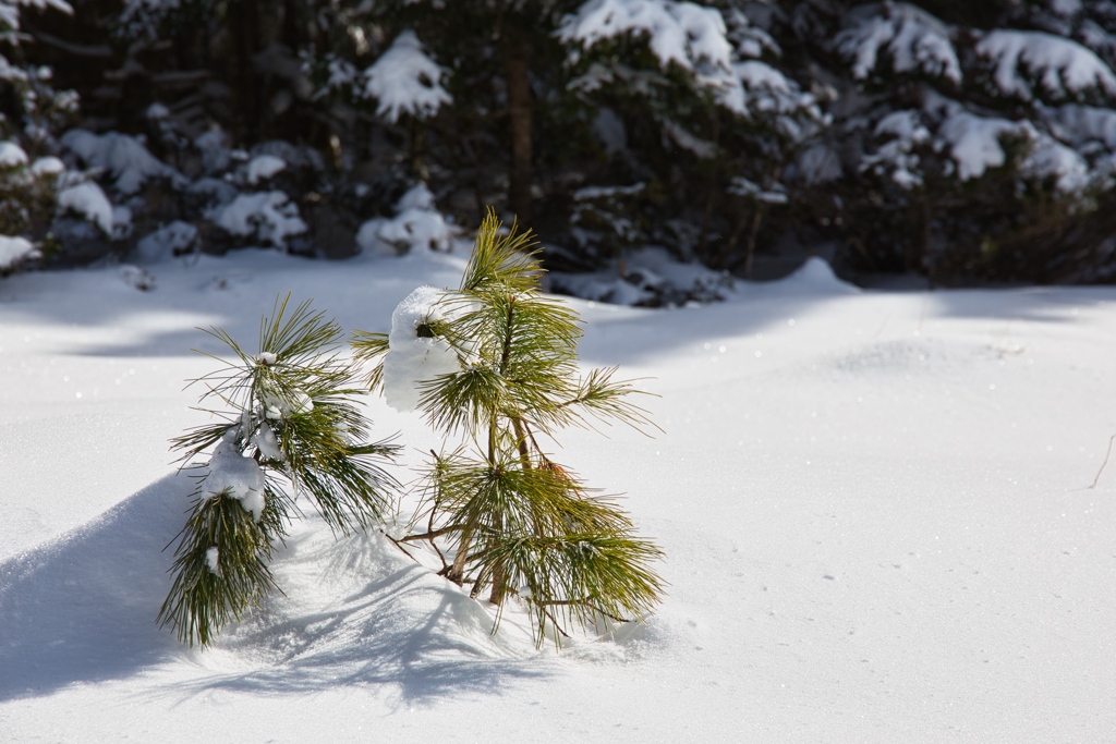 shirakoma lake at 10:48 Dec,20 2024
