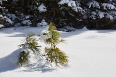 shirakoma lake at 10:48 Dec,20 2024