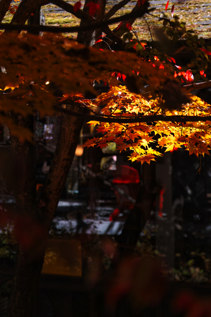 Yatsugadake club at 12:31Nov,3 2025