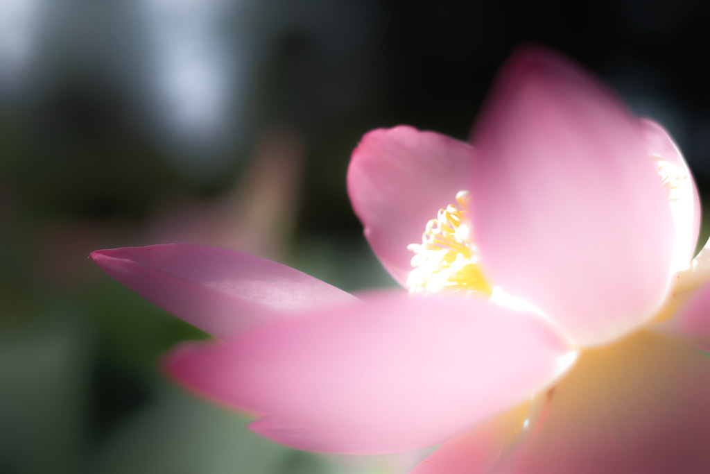 oga lotus at 26,Jun 2021