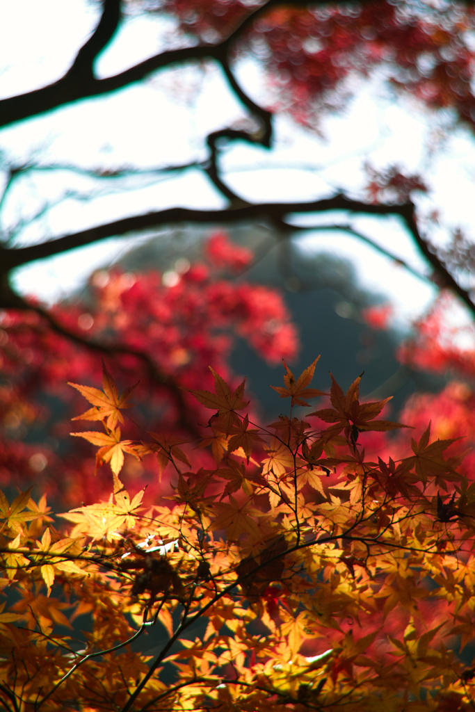 autum leaves behind Mt.Tukiore