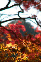 autum leaves behind Mt.Tukiore