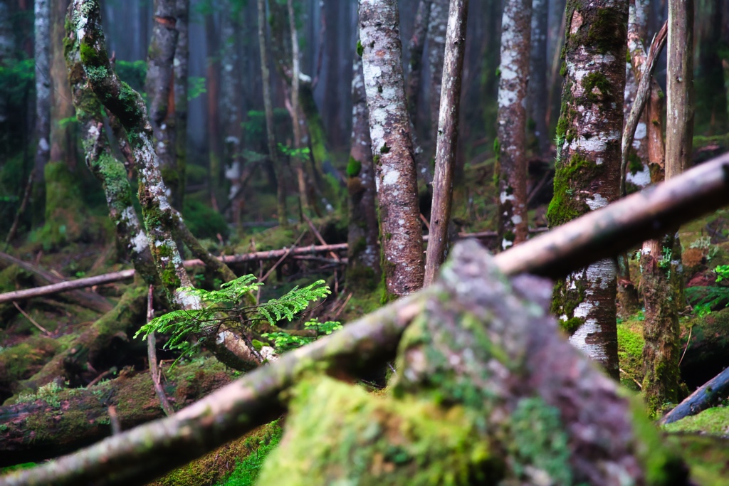 on the way to takamiishi hutte